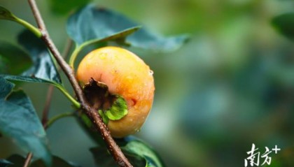 文化中国行·寒露 | 枫艳菊黄岭南秋,蔗熟姜香岁物收
