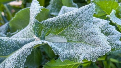 新一股冷空气14日夜间起影响广东,局地气温或再度“破0”伴冰霜冻