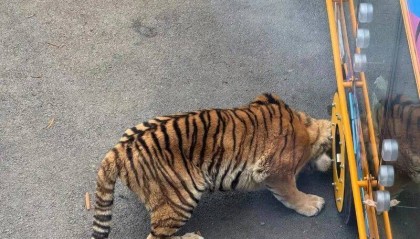 动物园观光车压碎老虎下巴?园方:初步检查未发现重大伤情