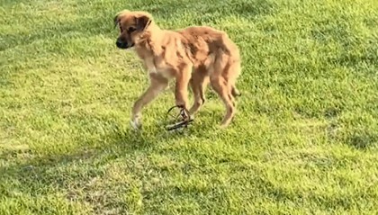 合肥一公园惊现捕兽夹，2只狗断腿，园方回应