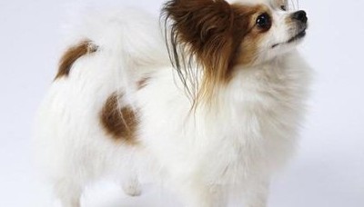 蝴蝶犬的特征 外观上的特征去辨别