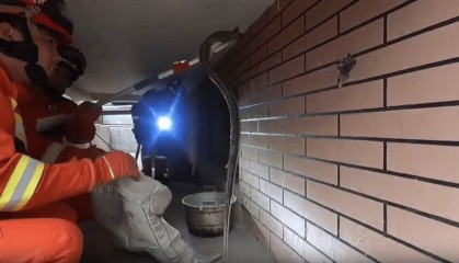 山东多地惊现大蛇，潍坊也有！