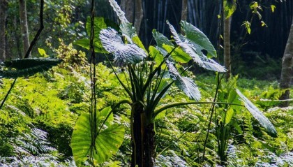 这4种常见植物有毒！别吃！家里有娃的，尤其要注意→