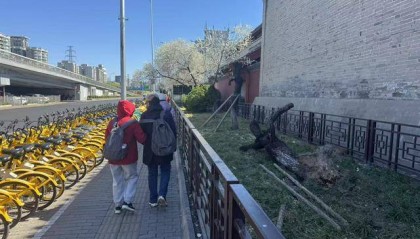 大风吹倒雍和宫外白碧桃，园林部门称将移植到苗圃救治