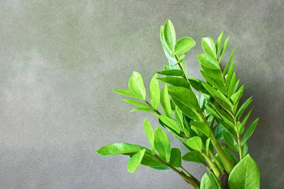 这4种常见植物有毒！别吃！家里有娃的，尤其要注意→