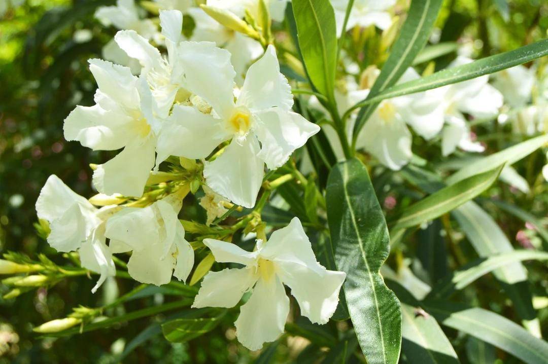 这4种常见植物有毒！别吃！家里有娃的，尤其要注意→