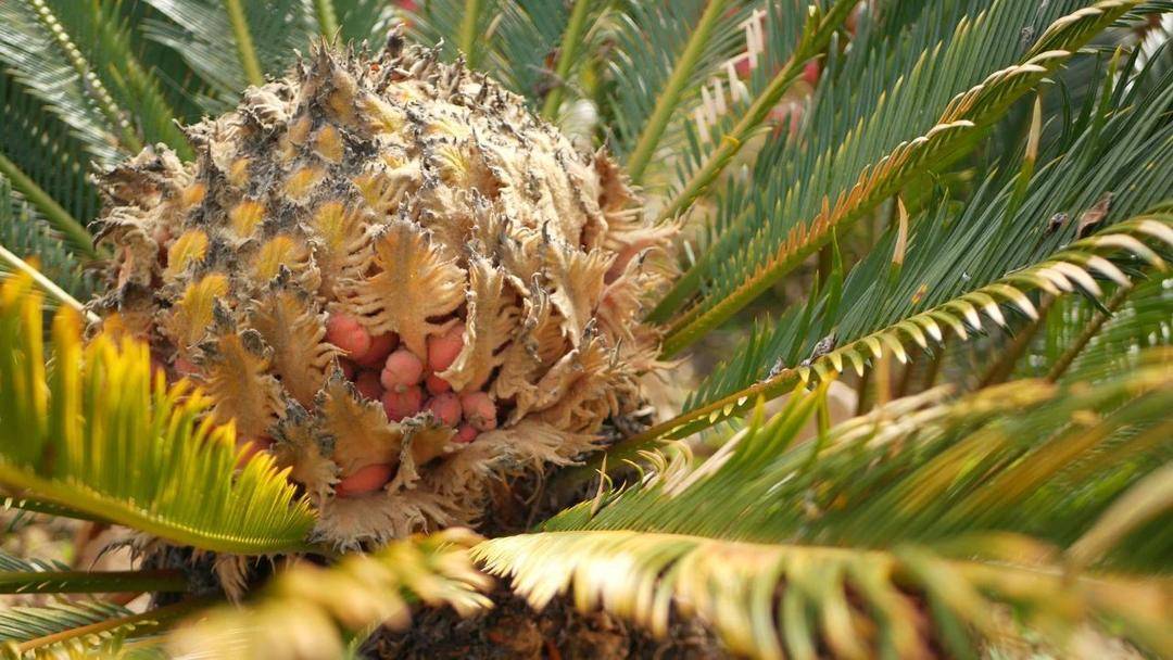 这4种常见植物有毒！别吃！家里有娃的，尤其要注意→