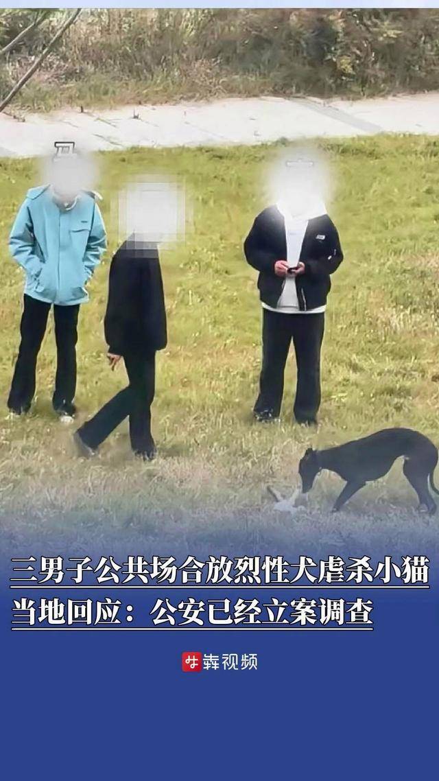 安徽蚌埠三男子在公共场合放烈性犬虐杀小猫,当地12345回应:公安已经立案调查