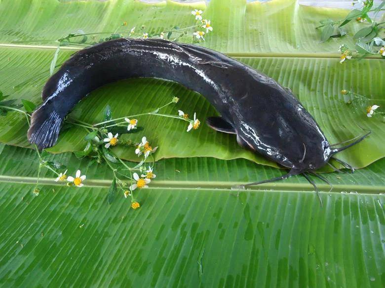 都江堰一水库被放生万斤外来物种埃及塘鲺？官方澄清：已进行阻止和打捞，经鉴定是本地八须鲶