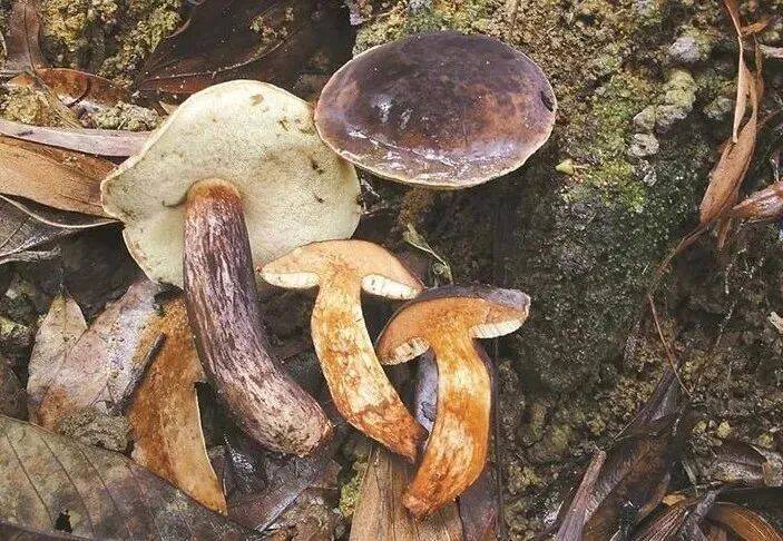 连吃两顿，深圳一女子突然变“社牛”！逢人就打招呼，手舞足蹈，医生：中毒导致幻觉